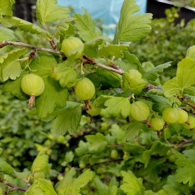 The image shows a close-up of a gooseberry bush with several unripe green gooseberries hanging from its branches. The gooseberries are round and have a slightly translucent appearance, with tiny stems still attached. They are clustered together on a woody stem that is partially covered in brown, flaky bark. The leaves of the bush are a vibrant green, with distinctive lobed shapes and serrated edges. Some of the leaves are in sharp focus, while others are blurred in the background, creating a sense of depth. The overall impression is one of lush greenery and the promise of fruit. The setting appears to be outdoors, likely a garden or natural landscape, given the presence of the bush and its foliage. There is a hint of a blue tarp or plastic sheeting in the upper left corner, suggesting human activity or presence in the vicinity. The lighting suggests it is daytime, with soft, natural light illuminating the scene. The image captures a moment in the growth cycle of the gooseberry plant, before the fruit has ripened to its full color. There is no visible text in the image.