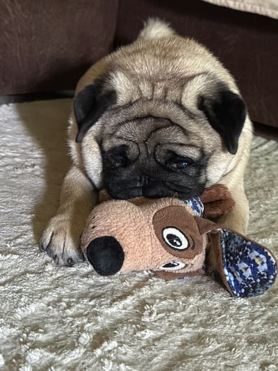 A fawn-colored pug puppy lies on its stomach on a fluffy, cream-colored rug. The puppy is resting its head on a plush toy that resembles a dog with brown fur, large white and black eyes, and a blue and white patterned ear. The puppy's front paws are stretched out in front of it, and its body is partially obscured by the toy. The background shows a dark brown upholstered surface, possibly a couch or chair. The lighting suggests an indoor environment. The image does not provide any information about the city of Kildinstroy, Russia.