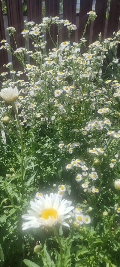 A cluster of white and yellow daisies blooms in front of a wooden fence. The daisies are in various stages of bloom, with some fully open and others still in bud. The foreground features a large, slightly blurry daisy with prominent white petals and a bright yellow center. The background shows a dense thicket of green foliage interspersed with numerous smaller daisies, their delicate white petals radiating from yellow centers. The wooden fence, with its horizontal planks, provides a dark, textured backdrop to the vibrant flowers. The scene is bathed in sunlight, suggesting a bright, clear day, likely during the warmer months. The overall impression is one of natural beauty and tranquility, typical of a garden or outdoor setting. There is no visible text in the image. The location context provided is Chernomorskiy, Russia.