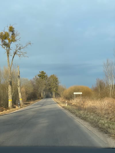 An eye-level photograph depicts a road in Shcherbinino, Russia. The road curves to the right, flanked on both sides by trees and brush. A sign displaying "Ново-Бобруйск" is positioned on the right side of the road. Some trees feature yellow markings. The sky is overcast. The image is slightly rotated.