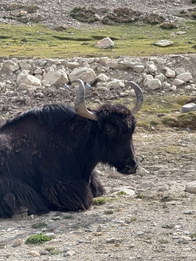 A black yak lies on rocky, gravelly ground near Tashi Dzom town, China. The yak has large, curved horns and thick, dark fur. Grass and sparse vegetation are visible in the background. The yak appears to be resting.