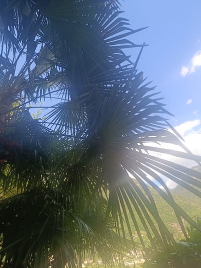 The image is a low-angle shot looking up through the fronds of a palm tree towards a bright blue sky with scattered clouds. Sunlight filters through the leaves, creating bright flares and highlighting the delicate structure of the palm fronds. In the background, a green, mountainous landscape is visible with a small town nestled in the valley. The scene appears to be outdoors and likely depicts a sunny day.