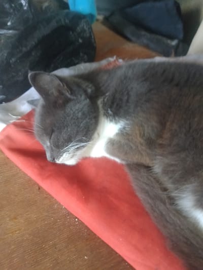 A gray and white cat is sleeping on a red cloth, which is on a wooden surface. The cat's head is resting on the cloth, and its eyes are closed. The cat's fur is a mix of gray and white. The red cloth is draped over the wooden surface, and there are some white specks on the cloth. In the background, there are some dark objects and a blue object. The image appears to be taken indoors. The location is Sheremet'yevka, Russia.