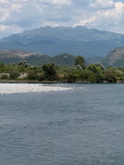 A body of water, likely a river, occupies the lower half of the frame. A wide bank of white pebbles is visible in the left middle ground, densely populated by a large flock of white birds, likely seagulls. Beyond the pebble bank and water's edge, a line of lush green trees and shrubs forms a dense vegetation line across the midground. In the background, a series of rolling, verdant hills rise, transitioning to more rugged, rocky mountains in the far distance under a cloudy sky. The scene is likely situated in or near Bërdicë, Albania, a region known for its natural landscapes encompassing rivers, hills, and mountains.