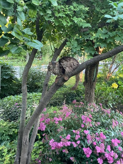 A long-haired tabby cat is perched on a branch of a tree with green leaves. The cat is facing left and appears to be looking at the camera. Its fur is a mix of brown, black, and grey. The tree branches are thick and rough, and the cat's tail is long and fluffy. Below the tree, there is a dense bed of pink flowers. The background is a blur of green foliage and some yellow flowers. The lighting suggests it is daytime, likely late afternoon or early evening, with sunlight filtering through the leaves. The location is described as Izborsk, Russia.