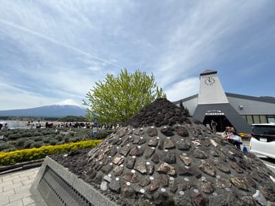 This outdoor, wide-angle shot captures a scenic tourist spot in Fujikawaguchiko, Japan, under a bright, partly cloudy sky with visible contrails. Dominating the background is the iconic, snow-capped Mount Fuji.
In the foreground, a unique, conical monument made of dark volcanic rocks is visible. Many of these rocks are adorned with small white circular labels bearing numbers, such as "249," "186," and "185," suggesting a geological display or collection. A plaque at the base of the monument also contains etched text and numbers.
To the right of the monument, a modern building with a distinctive white and grey clock tower stands. A sign on the building clearly displays "ブルーベリーの駅" (Blueberry Station) and "河口湖自然生活館" (Kawaguchiko Natural Living Center). A white car, possibly a Toyota Alphard with license plate "31-36," is parked near the building. Two women are visible near the building, one holding a map or brochure.
In the mid-ground, between the monument and Mount Fuji, are well-maintained rows of low-lying, silvery-green plants (likely lavender) and a strip of vibrant yellow flowers. Numerous people are scattered throughout this area, walking along paths or gathering near the edge of a body of water (Lake Kawaguchiko), enjoying the picturesque views. The scene depicts a pleasant, sunny day, likely midday, at a popular tourist destination, with visitors taking in the natural beauty and local attractions.