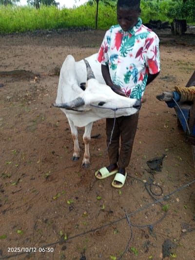This image, taken on 2025/10/12 at 06:30 in Kamantan, Nigeria, depicts a young male individual interacting with a light-colored Zebu cattle in an outdoor, semi-rural environment.
The subject is a dark-skinned male wearing a white short-sleeved collared shirt patterned with red and green tropical leaves, dark brown trousers, and light green slide sandals. He stands facing the viewer's right, looking downwards, holding a dark rope with both hands.
The animal is a predominantly white Zebu cattle, exhibiting a distinct hump behind its neck and short, dark horns. A dark rope is threaded through its nostrils or snout, functioning as a halter, with the male subject holding the rope. The cattle stands directly in front of and to the left of the male.
The ground consists of reddish-brown soil, appearing damp, with scattered small green leaves and debris. In the background, dense green foliage, likely shrubs and trees, is visible, indicating an unpaved, natural setting. An indistinct object or structure, possibly part of a cart or animal restraint, is partially visible on the right edge of the frame. The lighting suggests early morning or an overcast sky.