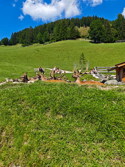 The image shows a green grassy field with trees and a blue sky with clouds in the background. In the foreground, there are several deer with antlers lying down in the grass. Behind the deer, there are people sitting on benches and a wooden structure that appears to be a small house. The location is described as Kochau, Austria. The scene depicts a serene natural environment with both wildlife and human presence, suggesting a park or recreational area.