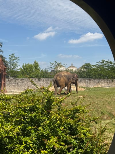An adult elephant is seen walking across a grassy enclosure in a zoo. The elephant is mostly brown and dusty, with a large head and trunk. Behind the elephant, a stone wall separates the enclosure from trees and some buildings with domed roofs. In the foreground, a dense green bush partially obscures the view. The sky above is blue with scattered white clouds. The scene is framed by a dark, arched border, suggesting the photo was taken through a window or opening. The location is the Pairi Daiza zoo in Cambron-Casteau, Belgium, which is known for its themed areas, including an Asian-inspired section visible here.