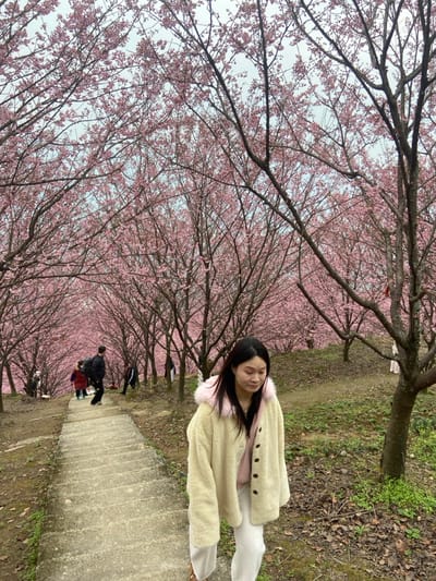 A woman stands sideways on a concrete path lined with blooming cherry blossom trees, their pink flowers creating a tunnel effect. She wears a cream-colored jacket with a pink fur collar and light pants. Other people walk further down the path. The ground is covered with grass and fallen leaves on the right side of the image. The sky is overcast and visible through the branches of the trees.
