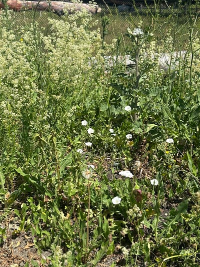 The image displays a dense patch of wild vegetation in Rossosh, Russia. The foreground is dominated by various green plants with some dry, brown leaf litter and grey gravelly soil visible. Several small white flowers, some resembling bindweed, are scattered throughout the foliage. A few plants with feathery seed heads, possibly dandelions, are also present. In the midground and background, taller green stalks and clusters of small white flowers create a thicket, with a portion of a wooden fence and a chain-link fence visible behind the plants. The scene appears to be an uncultivated area.