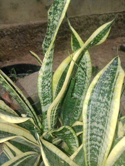 A close-up, eye-level shot captures a snake plant with variegated green and yellow leaves. The plant is in a dark pot, partially visible at the bottom left. In the background, a textured, beige-colored wall or step is out of focus. The scene appears to be outdoors, possibly in a garden or courtyard, in Meunasah, Aceh Besar, Indonesia, given the environmental context provided. There are no people or animals visible in the image.