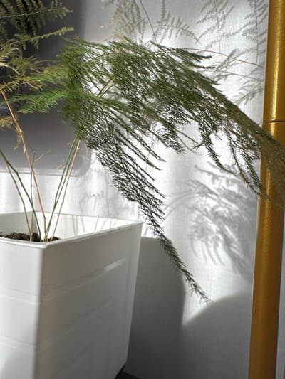 This is a medium shot, close-up photograph of a potted asparagus fern plant. The plant has delicate, feathery green foliage that droops to the right, casting shadows on a white curtain in the background. The plant is housed in a white square planter with horizontal ridging. To the right of the planter is a tall, golden cylindrical object, possibly a lamp or a decorative pole, which is partially visible. The scene is lit from the left, creating strong shadows on the curtain. The photograph is taken indoors in Laikovo, Russia.