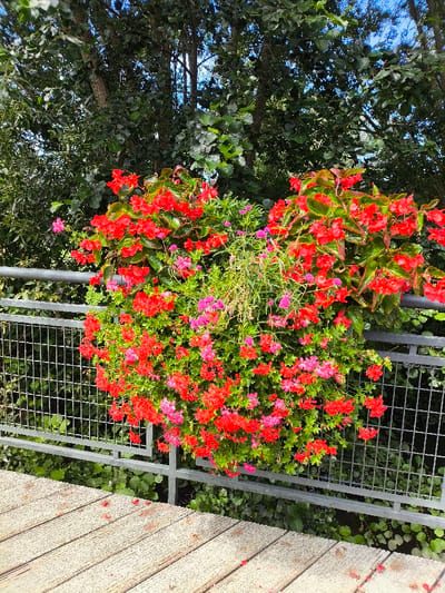 This image depicts a vibrant floral arrangement in Oberschaeffolsheim, France, captured during daytime. The foreground shows light-colored wooden planks, consistent with a walkway or deck, with scattered small red debris, likely fallen flower petals. Dominating the midground is a dense cluster of flowering plants, primarily red and pink blooms with green foliage, appearing to grow from a container integrated with or placed directly on a gray metal railing. The railing consists of a top horizontal bar, a lower horizontal bar, and a grid-patterned infill. The background features lush green deciduous trees under a clear blue sky, indicating an outdoor, natural environment. No individuals or animals are present.