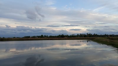 The image depicts a tranquil body of water, likely a fish pond or a paddy field, reflecting the overcast sky and the distant treeline. The water surface is calm, with subtle ripples disturbing the otherwise perfect reflection of the clouds and the horizon. The surrounding land is covered in dry grass and vegetation, with a dense line of trees, possibly palm trees and other tropical species, forming a backdrop. In the far distance, a mountain range is faintly visible through the haze. The sky is a mix of light blue and grey clouds, with hints of sunlight breaking through in some areas. The overall impression is one of a rural, natural landscape, typical of areas like Pasi ie Leubeue, Indonesia, known for its agricultural and aquatic resources. There are no people or visible signs of human activity in the immediate scene.