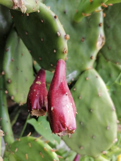 A close-up, eye-level shot showcases two ripe prickly pear fruits hanging from a prickly pear cactus. The fruits are a deep reddish-purple color and have a slightly elongated, teardrop shape. They appear smooth with a few small white speckles, and the base of each fruit shows remnants of fine spines. The cactus pads are a vibrant green and are covered in small, brown areoles from which tiny spines or glochids emerge. The background is blurred, emphasizing the fruits and the surrounding cactus pads. This image was taken in Durankulak, Bulgaria.
