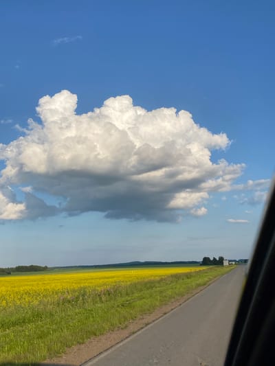 A wide-angle, vertical shot captures a rural landscape under a bright blue sky. In the foreground, a paved road runs diagonally from the bottom right corner, disappearing into the distance. To the left of the road, a vibrant field of yellow flowers stretches horizontally across the frame, bordered by green grass and a line of trees in the far distance. A large, fluffy white cloud dominates the upper portion of the sky. The overall scene is serene and suggests a location in the countryside, possibly near the village of Novoye Selo, Russia.
