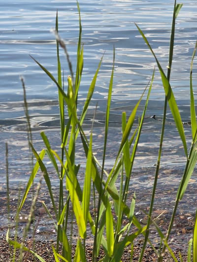 This media file depicts a close-up view of grass blades in the foreground, with water and a rocky shore in the background. The scene is shot from a low angle, looking out over the water. The water has a rippled surface, reflecting the sky and creating an abstract pattern of light and shadow. The shore is made up of small pebbles and stones of various colors.
There are no people or distinct objects in the frame, other than the natural elements of grass, water, and stones. The time of day appears to be daytime, with sunlight creating bright highlights on the water's surface. The weather seems to be clear and sunny. The location context provided is Ермолаевский Затон, Russia, which is consistent with a natural, outdoor setting. There are no visible emotions conveyed in the image. No text is present.
