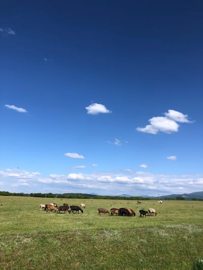 In the foreground, a green meadow is depicted, partially blurred. In the middle ground, a flock of sheep grazes in the same meadow. In the background, a line of trees marks the horizon, beyond which are rolling hills under a bright blue sky dotted with fluffy white clouds. The image appears to have been taken in Bondarevo, Russia, judging by the landscape and vegetation typical of the region.