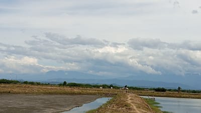 This is a landscape image of a rural area in Tanjong Krueng, Indonesia, likely a fish or shrimp farm. In the foreground, there are two bodies of water, one murky and the other reflecting the sky. A dirt path separates the two bodies of water, with some vegetation along its edges. In the middle ground, there is a field of dry grass with scattered trees and a few small structures, possibly sheds or shelters. Several white birds, likely egrets, are visible standing in the fields and near the water. In the background, a range of mountains stretches across the horizon under a cloudy sky. The overall impression is one of a tranquil, agricultural landscape.