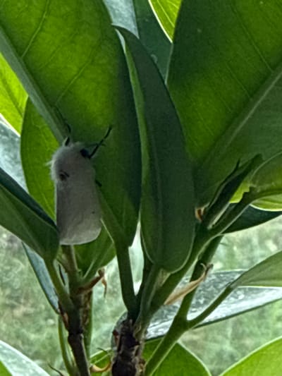 In the city of Serebryakovka, Russia, a close-up, vertical shot focuses on a small, fluffy, white moth resting on a bright green leaf. The moth is positioned on the left side of the frame, oriented downwards. Its body is elongated and covered in dense, white fuzz, with two black eyes visible and two thin, black antennae extending upwards. The moth's legs are also visible, appearing dark and slender. The surrounding leaves are a vibrant green, some catching the light and appearing translucent. The background is softly blurred, showing more green foliage and a hint of what appears to be a window with a muted outdoor scene beyond. The lighting suggests it is daytime, possibly overcast, as the light is diffused. No other subjects or actions are present.