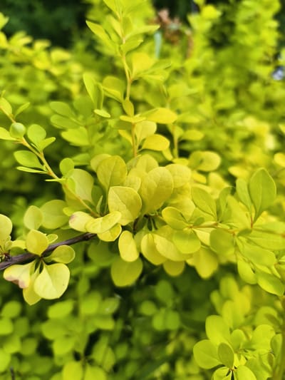The image is a close-up, low-angle shot of a bright green shrub with small, oval-shaped leaves. The leaves are a vibrant, almost neon green, with some variations in shade, suggesting new growth or the effect of sunlight. The shrub is densely packed, creating a textured background of foliage. A dark, thin branch is visible horizontally across the lower left portion of the frame, with leaves clustered around it. The background is blurred and out of focus, with areas of darker green, implying more of the same shrub or other surrounding vegetation. The lighting appears to be natural and bright, casting a warm glow on the leaves. The overall impression is of a lush and healthy plant in an outdoor setting. The image does not contain any discernable buildings, infrastructure, or human presence, and therefore, its specific location in Malaya Shil'na, Russia, cannot be determined from the visual information alone.