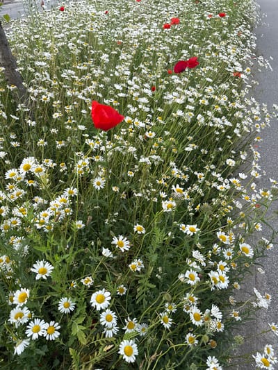 The image depicts a dense field of white daisies with yellow centers and a few vibrant red poppies growing alongside a paved surface, likely a road or sidewalk. The flowers are the primary subjects, filling the frame from the bottom left to the top right. The scene is an outdoor setting, illuminated by natural daylight, though the time of day and specific weather conditions are not discernible. The abundance of wildflowers suggests a natural or semi-natural environment, possibly a roadside verge or a meadow. The flowers are in full bloom, creating a lively and colorful display. There are no people or animals visible in the image. The composition is dominated by the textures and colors of the flora, with the grey paved surface providing a contrasting background. The perspective is from a slightly elevated viewpoint looking down and across the field of flowers. No text is visible in the image.