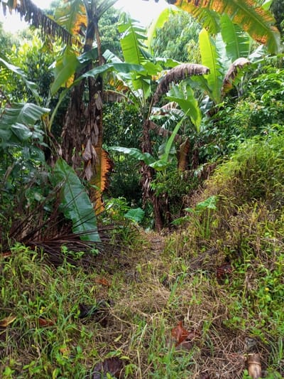 A narrow path leads through a lush, tropical landscape. Banana trees with vibrant green leaves and dried brown sheaths dominate the scene. Dense foliage and various plants surround the pathway. The ground is covered in tall grass, dried leaves, and a scattering of debris. The path disappears into the thick greenery, suggesting a hidden or wild area.