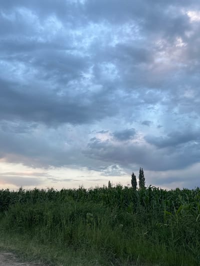 A low-angle, full outdoor shot captures a cornfield in the foreground under a dramatic sky. The sky is filled with a mix of dark, heavy clouds and lighter, wispy formations, suggesting impending or recently passed rain, with subtle pinkish hues near the horizon. The cornfield is dense and tall, with green stalks and leaves dominating the mid-ground. A line of tall, slender trees, likely poplar, stands out against the sky in the middle distance, breaking the uniformity of the treeline. In the very foreground, a strip of wild grass and a dirt path are visible. The scene appears to be set in a rural or agricultural area. The image was taken in Kyzyl-Senir, Kyrgyzstan. There are no people or animals visible in the image.