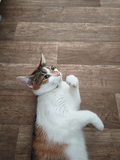 The image shows a calico cat lying on its back on a wooden floor. The cat has white, orange, and brown patches of fur. Its eyes are green and it is looking upwards. One of its paws is raised in the air. The floor is made of wooden planks with a visible grain pattern. The scene is lit by natural light, casting a slight shadow on the floor. The location is not specified to be in Most, Czechia.