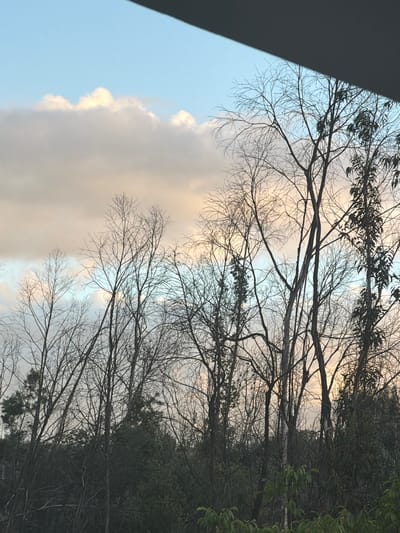 The image shows a view of trees and sky, likely taken from an interior perspective. The left edge of the frame is obstructed by a dark, solid-colored element, possibly a part of a car or building structure. Bare tree branches with delicate twigs fill much of the upper and central portions of the image, silhouetted against a sky with light blue patches and thick clouds. To the right, more densely foliaged trees are visible. The overall lighting suggests either early morning or late evening. The location in Celorico de Basto, Portugal cannot be confirmed from the image alone. There are no people visible, and no interactions or actions are depicted.