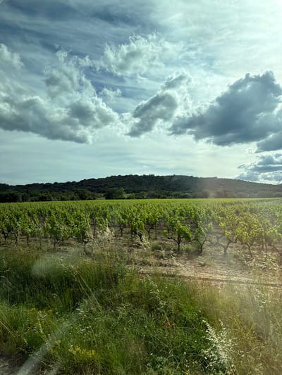 The image depicts a vineyard located in Ramatuelle, France. The rows of grape vines are visible on the right, separated by a dry, grassy area. Beyond the vineyard is a line of trees indicating denser vegetation. Above is a cloudy sky, with dramatic, billowy clouds. The image is rotated 90 degrees counter-clockwise, causing the sky to appear on the left and the vineyard on the right.