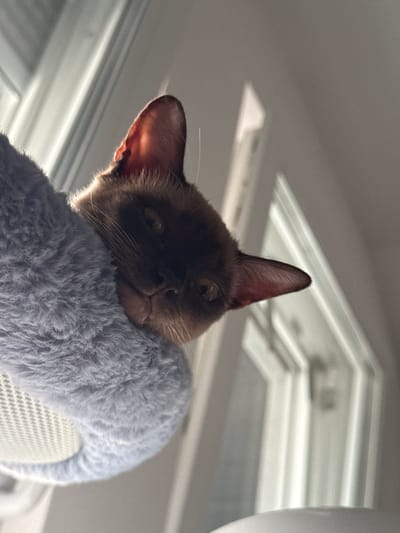 A low-angle, close-up shot focuses on the head and upper body of a brown cat. The cat is nestled in a soft, light blue fuzzy material, which appears to be a cat bed or perch. Sunlight filters in from the left, casting highlights on the cat's ears and face, and creating a warm glow. The cat's eyes are partially open, and it has a relaxed expression. In the background, out of focus, are vertical white blinds and a light-colored wall, suggesting an indoor setting, possibly a windowed room in a home in the city of Sohren, Germany. The perspective is from below the cat, looking up towards it.