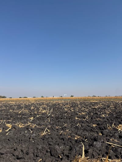 A broad, clear blue sky dominates the left side. On the right, a stark contrast is presented by dark, plowed soil, interspersed with remnants of dry, yellow vegetation. A narrow strip of land divides the two, lined with distant trees and structures. The horizon stretches far, fading into a light haze, emphasizing the vastness of the landscape. The soil appears rich and recently turned, suggesting agricultural activity.