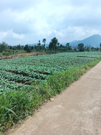 A field of lush green crops fills most of the frame, with a paved path to the right bordered by wild grasses. Trees are scattered in the background with a mountain range in the distance beneath a cloudy sky. The crops appear dense and evenly spaced, creating a verdant landscape. The lighting suggests an overcast day.