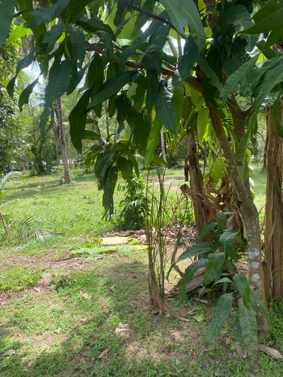 The image depicts a rural scene in Baan Nai Suan, Thailand. It features lush green foliage, including mango trees with dense leaves. Several trees with greyish brown trunks are visible, possibly banana trees based on the broad leaves emerging from them. Ground vegetation consists of green grass and scattered debris like fallen leaves. A dirt path or clearing runs through the greenery.