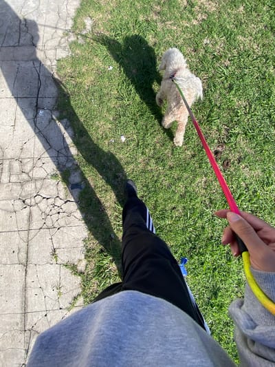 A first-person perspective shows a person walking a small, cream-colored dog on a leash. The dog is on a grassy area to the left, and a concrete sidewalk is visible below. The person is wearing black pants with white stripes and a gray hooded sweatshirt. The leash is red near the dog and transitions to yellow where the person holds it. The location appears to be Llavallol, Argentina. The environment suggests a residential or park area.