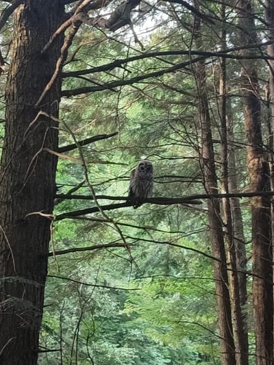 An owl is perched on a branch in a forest. The owl is gray with dark markings and large, dark eyes. It is facing the camera. The owl is in the middle of the frame, and the background consists of trees and foliage. The image appears to have been taken in Roxton Pond, Canada.