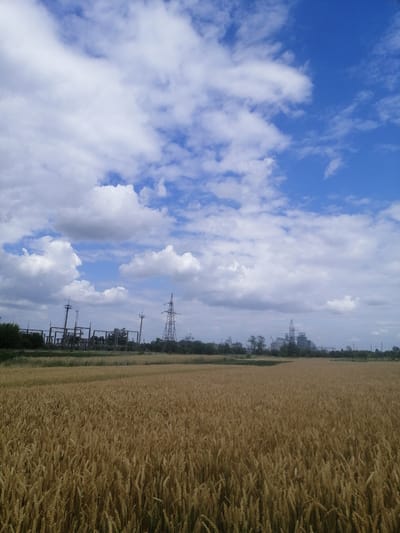 The image captures a wide-angle view of a mature wheat field in the foreground, stretching towards a rural industrial landscape under a bright blue sky with scattered white clouds. In the mid-ground, a collection of industrial structures, including what appear to be power lines, pylons, and industrial buildings, are visible. The field is densely populated with wheat stalks that have a golden-brown hue, indicating they are ready for harvest. The sky is a prominent feature, with dynamic cloud formations suggesting a fair weather day. The overall scene depicts an agricultural area adjacent to industrial infrastructure, characteristic of the outskirts of a settlement like Mali Kuskivtsi, Ukraine. There are no people or animals visible in the frame.