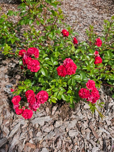 A close-up, overhead shot features a vibrant cluster of small, deep red roses blooming amidst green leaves. The roses are dense and full, with many petals, creating a rich texture. Some buds are also visible. The plant is set against a backdrop of dry, weathered wood chips, which appear to be mulch. The wood chips are varied in size and color, ranging from light gray to dark brown, with some appearing almost white. Sunlight illuminates the scene, highlighting the glossy sheen of the rose petals and leaves, and casting dappled shadows on the ground. The overall impression is one of lushness and natural beauty in a garden setting. There is no visible text in the image. The context "Березка Снт (красногорский Р-н, Russia" suggests a dacha or garden community in the Krasnogorsky district of Russia. The time of day appears to be sunny, likely mid-day, given the brightness and the shadows. The weather seems fair, suitable for outdoor gardening.