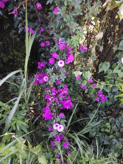 The image displays an overgrown outdoor scene in Ban Naduan, Laos, dominated by dense vegetation. A prominent cluster of vibrant purple bougainvillea flowers is visible, intermingled with several pale pink morning glory-like flowers, each featuring a white center. This flowering growth is surrounded by and intertwined with various green foliage, including broad, dark green leaves forming a dense background and several tall, slender, light green grass-like plants in the left foreground. The scene presents a natural, uncultivated environment under natural daylight. No individuals, man-made objects, or specific actions are depicted.