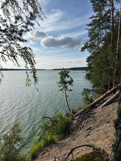 The image captures a tranquil lakeside scene on a sunny day with scattered clouds. The foreground features a steep, wooded embankment with visible tree roots and loose gravel. Several fallen trees lie on the slope, their trunks angled towards the water. Lush green vegetation, including grass and small trees, grows along the edge of the embankment. A large body of water, likely a lake, occupies the midground, its surface rippled by a gentle breeze. The water has a greenish-blue hue. In the background, a dense forest lines the opposite shore, stretching towards the horizon under a bright blue sky with white clouds. The overall impression is one of natural beauty and serenity. The location is identified as Priladozhskoe, Russia, suggesting a natural landscape within or near the city.