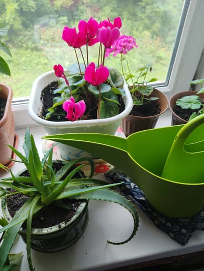 This is a medium shot, taken from a slightly high angle, of a windowsill in Drezna, Russia. The windowsill is white and has a slight sheen. On the windowsill are several potted plants. In the foreground, to the left, is a green ceramic pot containing an aloe vera plant with spiky green leaves. To the right of the aloe vera is a large, bright green plastic watering can. Behind the aloe vera and watering can, and slightly to the left, is a white pot containing pink cyclamen flowers. Further back and to the right are two brown plastic pots, one containing a small green plant with lighter green leaves, and the other containing a similar plant. The background shows a window with a sheer white curtain, through which a blurred green outdoor scene of trees and foliage can be seen. The overall impression is one of indoor plants being cared for on a windowsill.