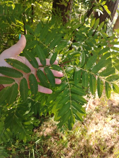 A human hand with teal nail polish is holding a compound leaf with small, yellow-orange spots on its surface. The leaf is green and appears to be from a tree. The background is filled with more green foliage and a tree trunk. The ground beneath is covered with dry grass and some scattered leaves. The scene suggests an outdoor environment, likely in a park or a wooded area. The location is specified as the city of Stroitel', Russia.