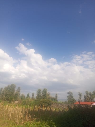 The image displays an outdoor landscape in Kiamaina ward, Kenya, under a partly cloudy blue sky. The upper two-thirds of the frame feature a clear, deep blue sky transitioning to a lighter blue horizon, where numerous white cumulus clouds are clustered. A horizontal band of tall, slender trees with light green foliage, interspersed with denser green shrubs, defines the midground. Behind this vegetation, a grey concrete block wall or fence is visible. The foreground is dominated by dry, light brown stalks, consistent with harvested maize or corn plants, with areas of darker green ground cover at the bottom. To the far right, partially obscured by trees and the fence, a building with a distinct reddish-orange corrugated metal roof is present. No individuals, actions, or specific interactions are observed in the scene.