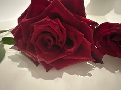 The image shows a close-up view of a dark red rose with water droplets on its petals. The rose is positioned in the foreground, with its petals unfurling to reveal a tightly wound center. To the right and slightly behind, another rose is partially visible. The flowers are set against a plain, light-colored background, which appears to be a surface casting soft shadows. The lighting suggests an indoor setting, possibly a studio or a well-lit room. There is no indication of the city of Tyumen, Russia, or any specific location within it. The image focuses solely on the floral subject.