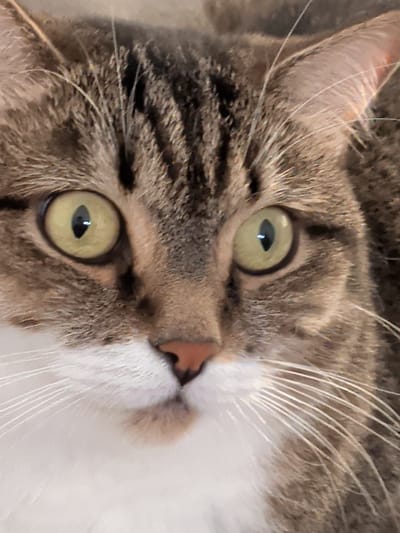 A close-up, forensic portrait reveals the face of a domestic tabby cat, observed in Gamovo, Russia. The feline subject presents wide, chartreuse-colored eyes with vertically oriented, dark pupils that distinctly reflect two bright, point light sources. Its facial fur consists of varying shades of brown and grey, forming a characteristic tabby stripe pattern across the forehead and extending towards the ears, which are partially visible at the top edges of the frame. The lower half of the muzzle, chin, and chest area are covered in dense white fur, from which numerous prominent white whiskers emanate. A small, unpigmented pink nose is centrally positioned above a dark, closed mouth. The cat's gaze is direct and attentive, filling the majority of the frame, with the background out of focus.