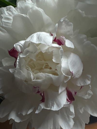 This is a close-up, low-angle shot of a white peony flower with some deep pink accents on the petal edges. The flower is fully bloomed, with many layered petals. The lighting is soft, creating shadows that emphasize the texture and curves of the petals. The background is dark and out of focus, highlighting the flower as the sole subject. There are no people, actions, or interactions visible in this image. The scene is devoid of any urban or environmental context that would place it in Лесные Поляны, Russia.