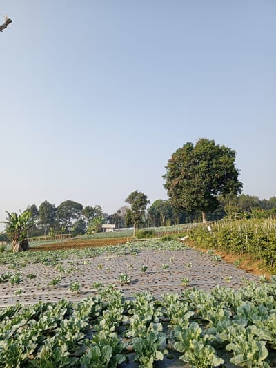 The image depicts a large agricultural field under a clear sky. In the foreground, rows of healthy green plants, likely cauliflower or a similar leafy vegetable, are cultivated on black plastic mulch. The plants are densely packed and appear to be thriving.
Further into the field, more rows of young plants are visible, also covered with plastic mulch that has circular openings for each plant. In the middle ground, there are areas of tilled soil and what appear to be rows of young crops or seedlings.
A large, mature tree with a full canopy of green leaves stands prominently in the right mid-ground, casting a subtle shadow. Behind the trees in the background, a small, light-colored building is visible. The field is bordered by a dense line of trees and vegetation. A wooden fence runs along the right edge of the field. The overall scene suggests a working farm, likely producing vegetables for consumption. No people are visible in the image.