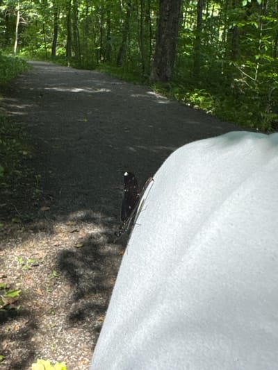 In the city of Chelsea, Canada, a dark-colored butterfly with white markings rests on a light-colored, textured surface in a forest setting. The butterfly is positioned on the right side of the frame, with its wings partially open, revealing intricate patterns. In the background, a paved pathway winds through a dense forest with tall trees and dappled sunlight. The ground beside the path is covered with dirt, fallen leaves, and scattered greenery. The overall scene captures a moment of nature within a wooded environment.